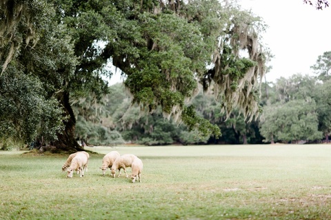 middleton_place_wedding_charleston_sc_photographer_2013_001