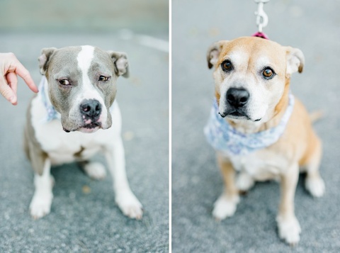 va beach engagement session with dogs
