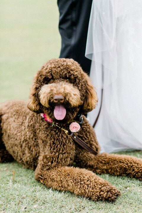 dogs at weddings in charlotte